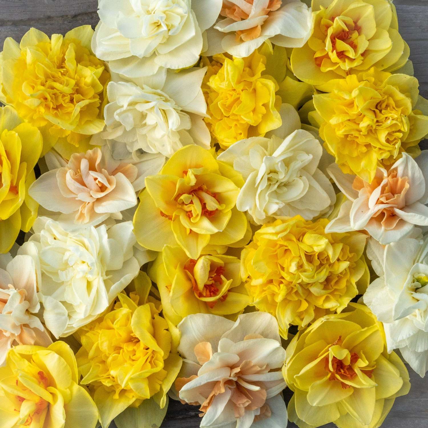 Narcissenmengsel 'Double Mix'